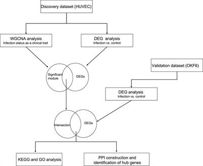 Coexpression network analysis of human candida infection reveals key modules and hub genes responsible for host-pathogen interactions